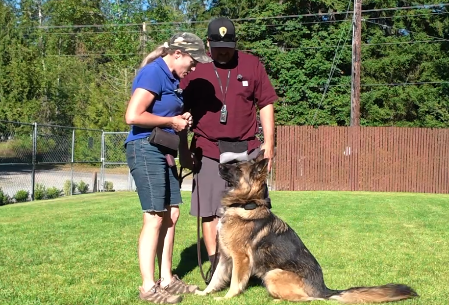 Ultimate K9 trainers working with a handler and an attentive German Shepherd during a group training session in Graham, WA